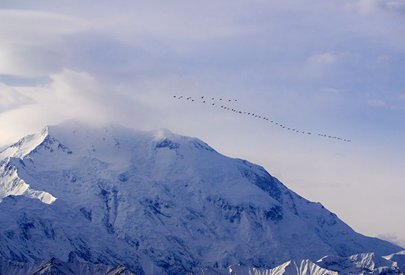 birds flying over mountain